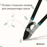 , , 31 (79 ), , Greengo