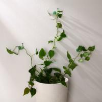    , , , , D=10 ,  10 ., Greengo