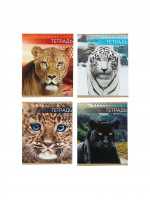  48   , Calligrata  , 