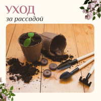      , 3 : , 2 ,  24 ,  , Greengo