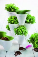  Ive Planter,  