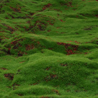  , ,  1 1 , , , , Greengo