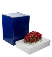 Cms-33/ 4 .     (pavone)