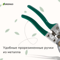  , 8 (20 ),  , Greengo