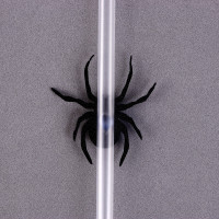 �������� ��� �������� �����, � ������ 6 ��., ����� ����