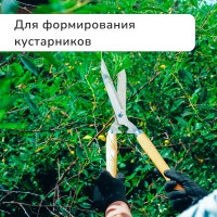 , 19 (48 ),   , Greengo