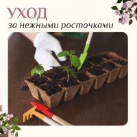   , 3 : , , ,  20 , Greengo