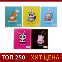  36   , Calligrata   , 