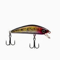 ������ Namazu Shinga, 7 ��, 8 �, ������, ��������� (0-0.5 �), ���� 10