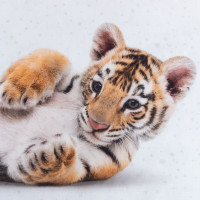   1.5-  Little Tiger, 