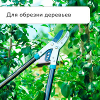  , 31 (79 ),  ,   , , Greengo