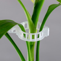  , D=25 ,  50 ., Greengo