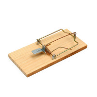 , 17 X 8 , , Greengo