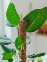    , H=120 , D=2.5 , ,  , Greengo