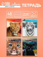  48   , Calligrata  , 