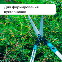 , 31 44,5 (79 113 ), ,    , Greengo