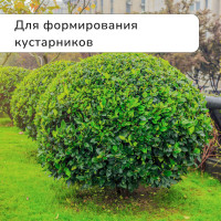 , 22 (56 ),  ,   , , Greengo