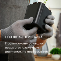   , 500 , 8.5 8.5 9.5 , , , Greengo