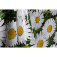   Photoprint , 140 ,  20 . 