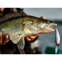   Lj Original Shad=x F, 8 ,  003