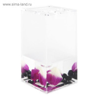     Phalaenopsis,  