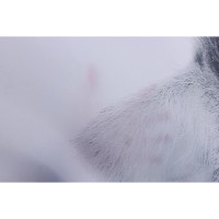     Kitty, 180200 