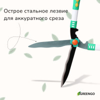 , 19 (48 ),   , Greengo