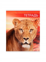  48   , Calligrata  , 