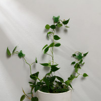 ��������� ��� �������� ��������, �������������, ��������, ����� 10 ��., Greengo