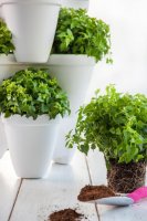  Ive Planter,  