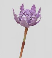 Tr 582 -
