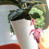    Prosperplast Tubus Slim Shine 27+15 , 