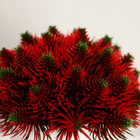 ������������� ������ � ������ ������� �������, 8 15 ��, ����