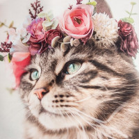    Flower Cat:  40 73 , 