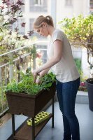  Keter Urban Bloomer,  