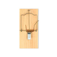 , 17 X 8 , , Greengo