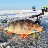 �������� Lucky John Viking 4 + �������, 4 ��, ���� 13h �������