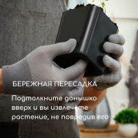   , 300 , 7.5 7.5 7.5 , , , Greengo
