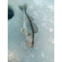  Lucky John Viking 6, 6 ,  15h