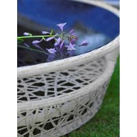   Bellarden Laurel,  
