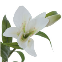 ������ ������������� �����, L26 W12 H84 ��