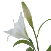 ������ ������������� �����, L26 W12 H84 ��