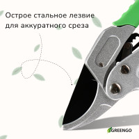  , 7 (18 ),   ,  , Greengo