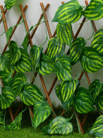  , 120 35 ,  , Greengo