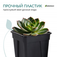   , 250 , 6.7 6.7 8 , , , Greengo