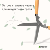 , 19 (48 ),   , Greengo