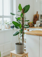    , H=120 , D=2.5 , ,  , Greengo