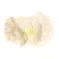 ������ ��� �������� ������ ������