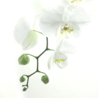     Orchidea, 180200 